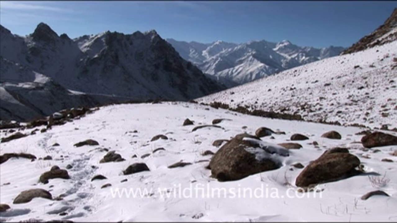 snow in ladakh