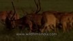 spotted deer eating grasses-MPEG-4 800Kbps