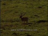 Spotted deer marching-MPEG-4 800Kbps