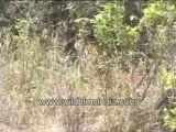 tiger carrying a deer kill-MPEG-4 800Kbps