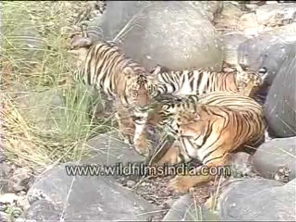 Tiger with its kid-MPEG-4 800Kbps
