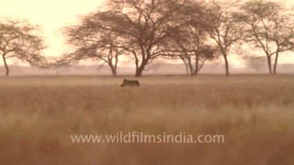 Velavadar Black Buck National Park_19