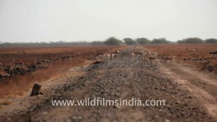 Velavadar Black Buck National Park_3