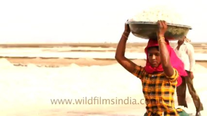 Velavadar Black Buck National Park_7