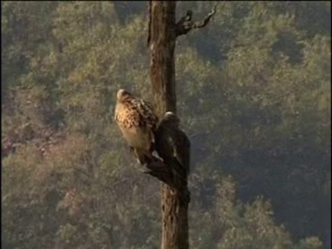 Vulture_3-MPEG-4 300Kbps