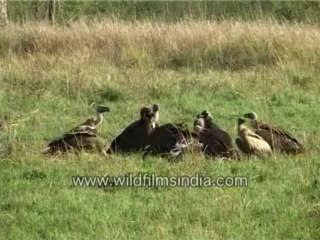 Vultures having feast-MPEG-4 800Kbps