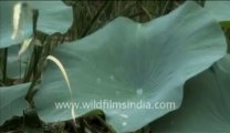 Water droplets on lotus leaves_2