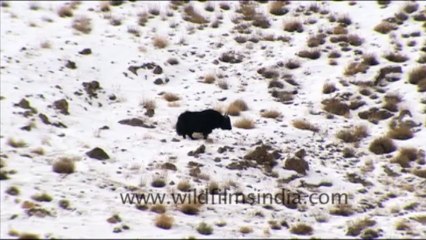 yaks in ladakh