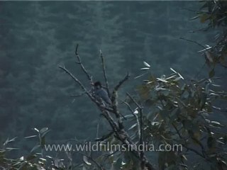 Birds-Black Bulbul-DVD-187-3