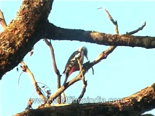 Bird-Woodpecker-DVD-187-2