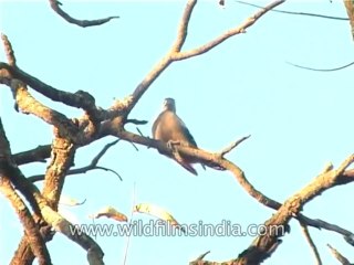 Bird-Woodpecker-DVD-187-4