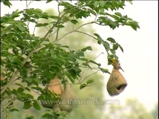 Birds-baya-dvd-209-2