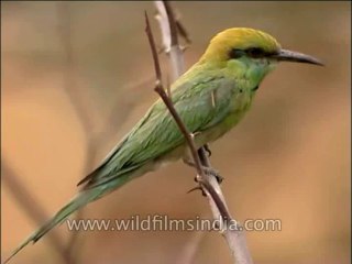 Video herunterladen: Birds-Beeeater-DVD-163-1