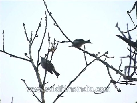 Birds-Black Bulbul-DVD-187-6