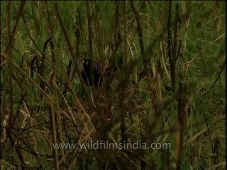 Birds-blackpartridge-dvd-209-2