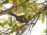 Birds-corbett-DB-23-5