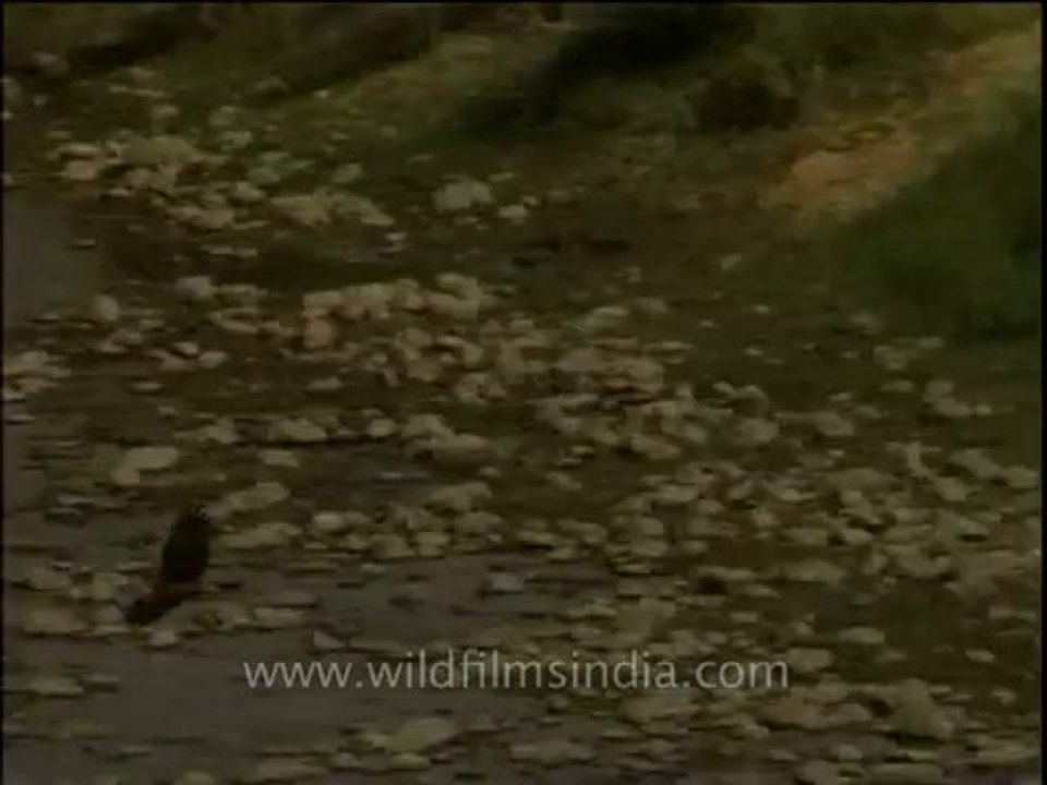 Birds-dvd-209-18