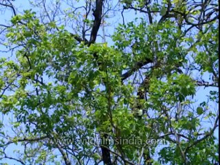 Corbett-DB-tape-23-23