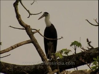 Birds-dvd-209-29