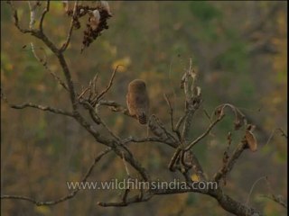 Birds-dvd-209-5