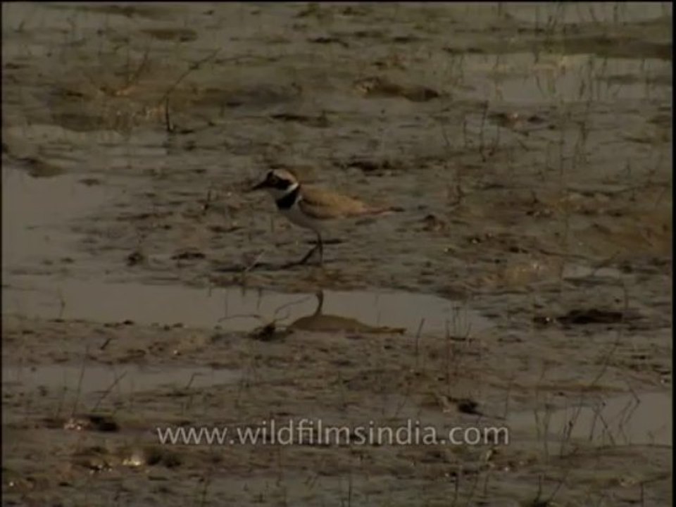 Birds-dvd-209-9