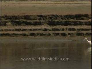 Birds-egret-dvd-209-1