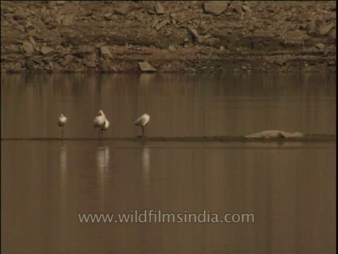 Birds-egret-dvd-209-3