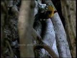Birds-golden backed woodpecker-dvd-172-1