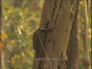 Birds-green woodpecker-DVD-211-1