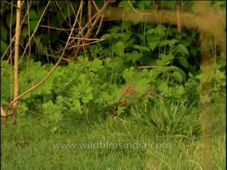 Birds-greypartridge-dvd-209-1