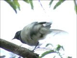 Birds-Magpie robin-DVD-163-1