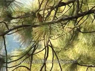 Birds-minivet-DVD-187-1