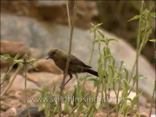 Download Video: Birds-Misc-DVD-163-5