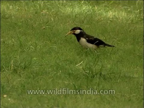 Birds-Pied myna-DVD-163-2
