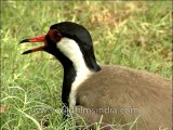 Birds-red wattled lapwing-DVD-163-3