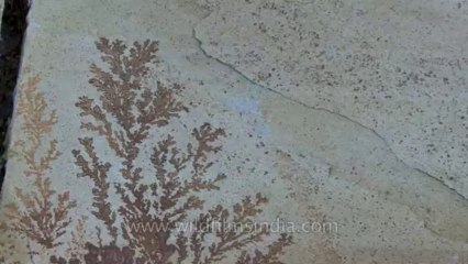 Cannes-tape 1-hdv-607-Fossils