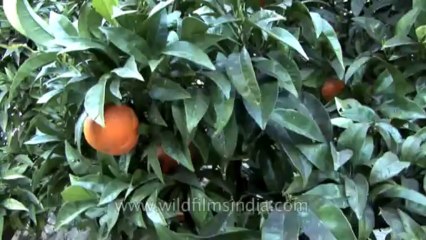 Cannes-tape 1-hdv-607-oranges