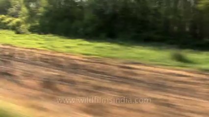 Cannes-tape 1-hdv-607-Vineyards-2