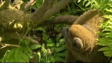Naissance de jumeaux lémuriens dans un parc en Seine-Maritime