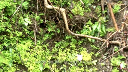 Cherrapunji-HDV-557-Tape-1-1