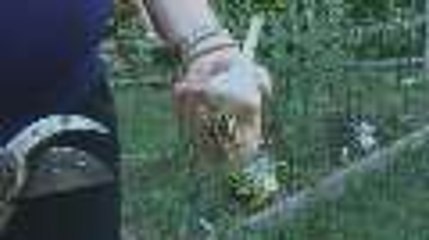 How to Harvest Garlic