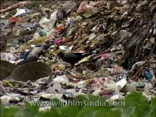 Delhi-fauna-garbage-DVD-173-1
