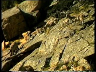 DVD-134-gangotriyamunotri-film-1-12