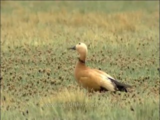 DVD-137-birds-Brahminyduck-2