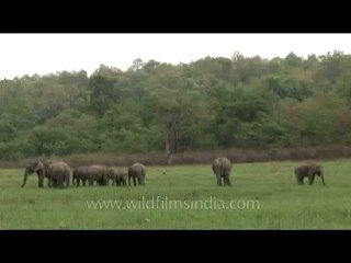 DVD-134-wildlife-elephants-16-1