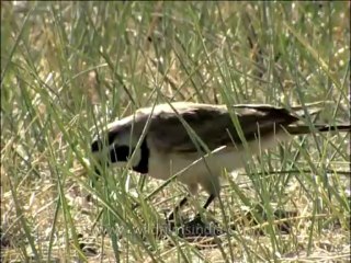 DVD-137-birds-hornedlark