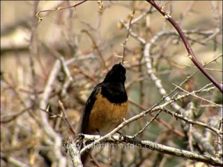 DVD-137-birds-misc-8