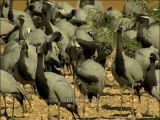 DVD-145-birds-Demoisellec crane-3