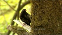 DVD-145-birds-greywingedblackbird-2