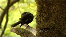 DVD-145-birds-greywingedblackbird-3